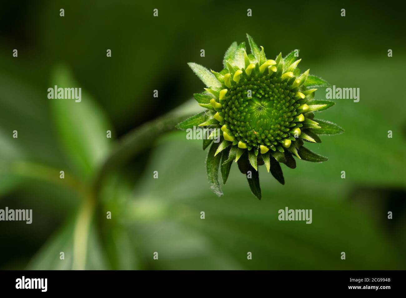 Immature Green Purple Coneflower Plant Seed Head before blooming Stock Photo