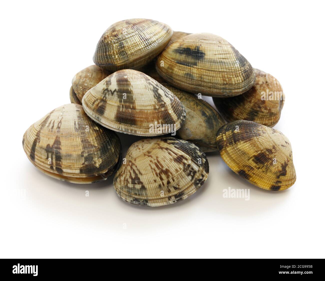 asari clams, It’s a kind of clam that’s popular in Japan. Stock Photo