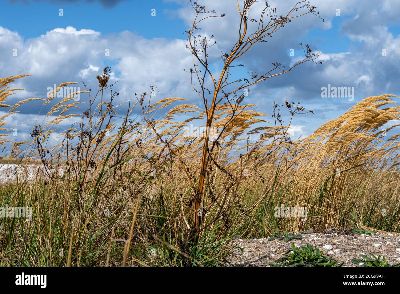 A photo of wild grass with a dramatic sky with dark clouds in the background Stock Photo