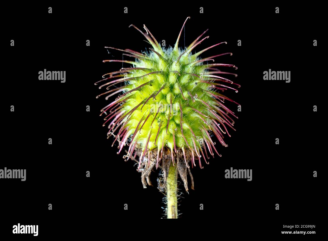 Wood Avens or Herb Bennet (geum urbanum), close up of a seed head, isolated against a black background. Stock Photo
