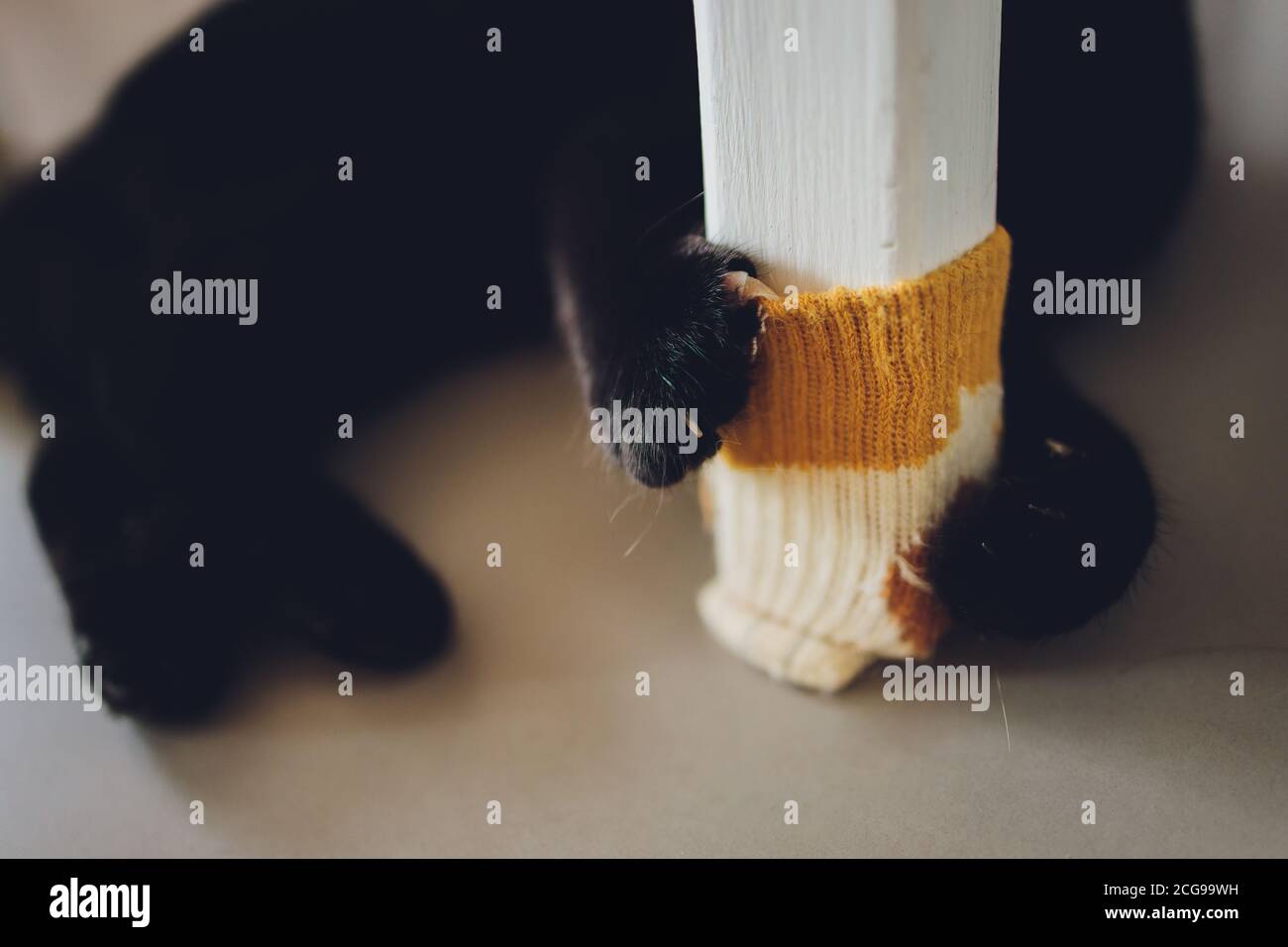 Cute cat hugs scratching post chair leg Stock Photo Alamy