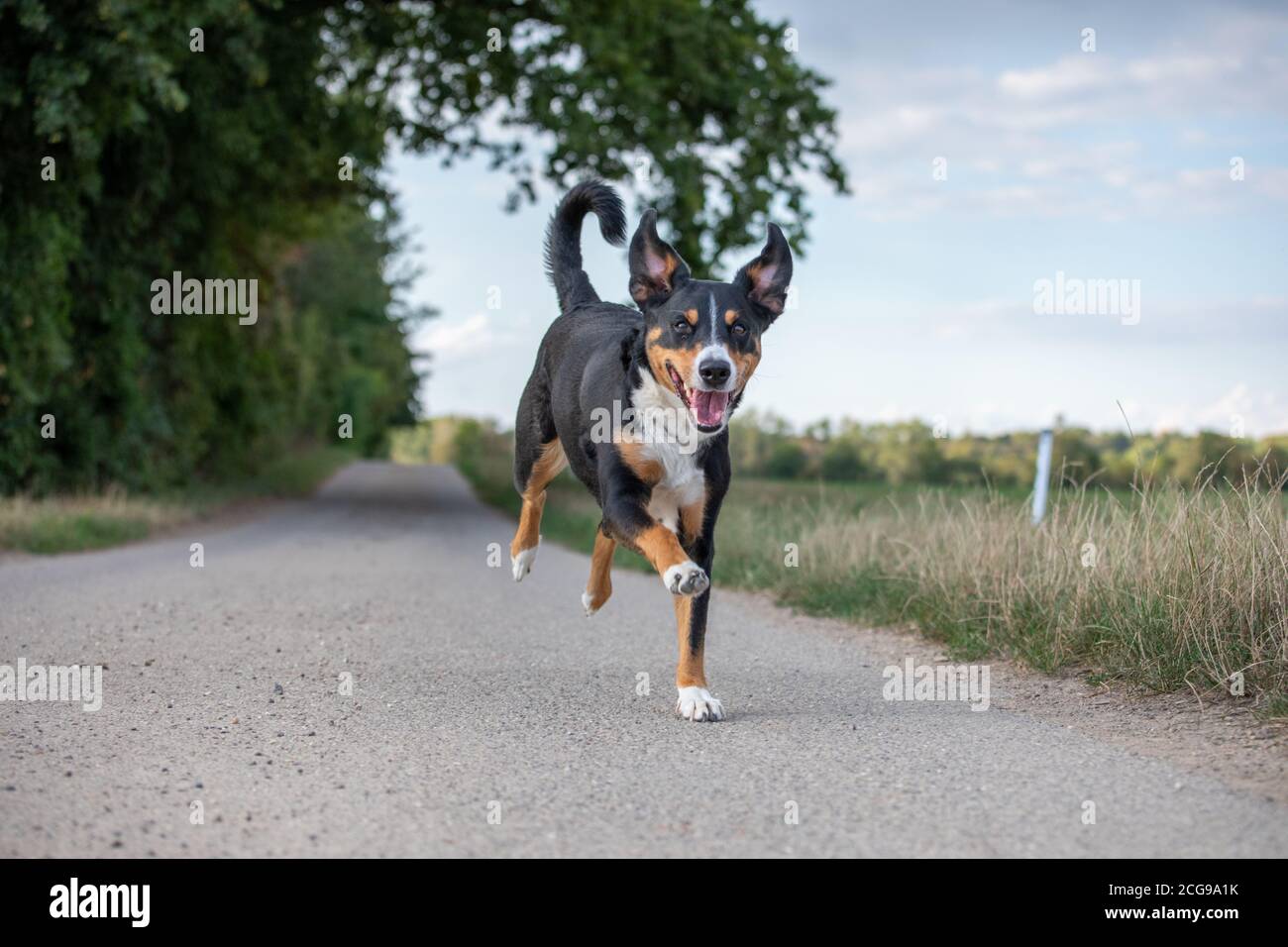 Tamaskan Wolf Dog High Resolution Stock Photography And Images Alamy