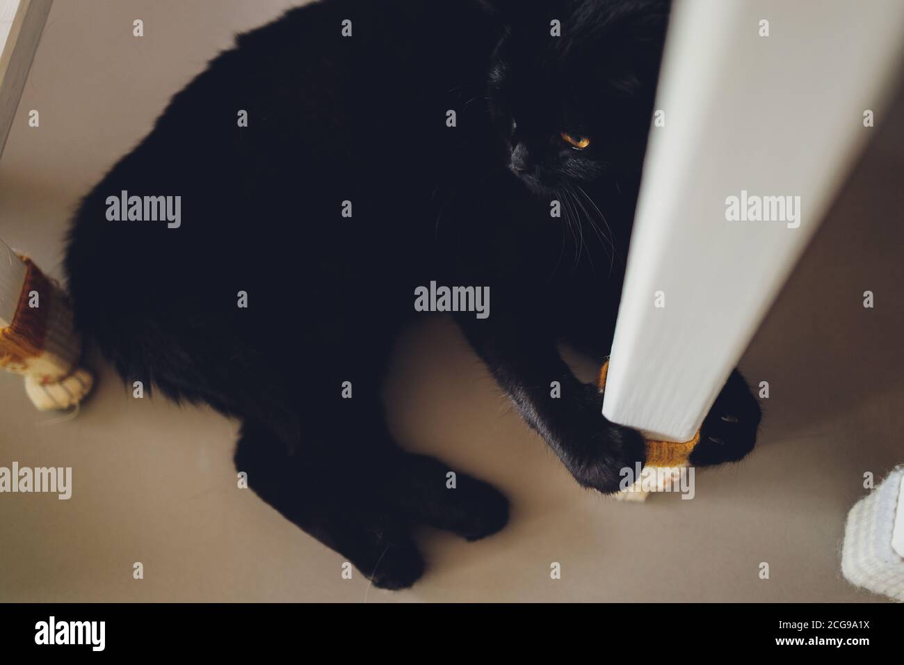 Cute Cat Hugs Cute Cat Hugs