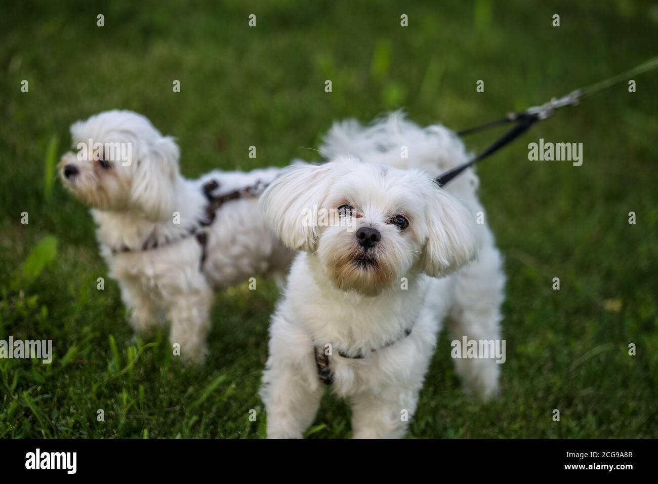 Dogs on a leash hires stock photography and images Alamy