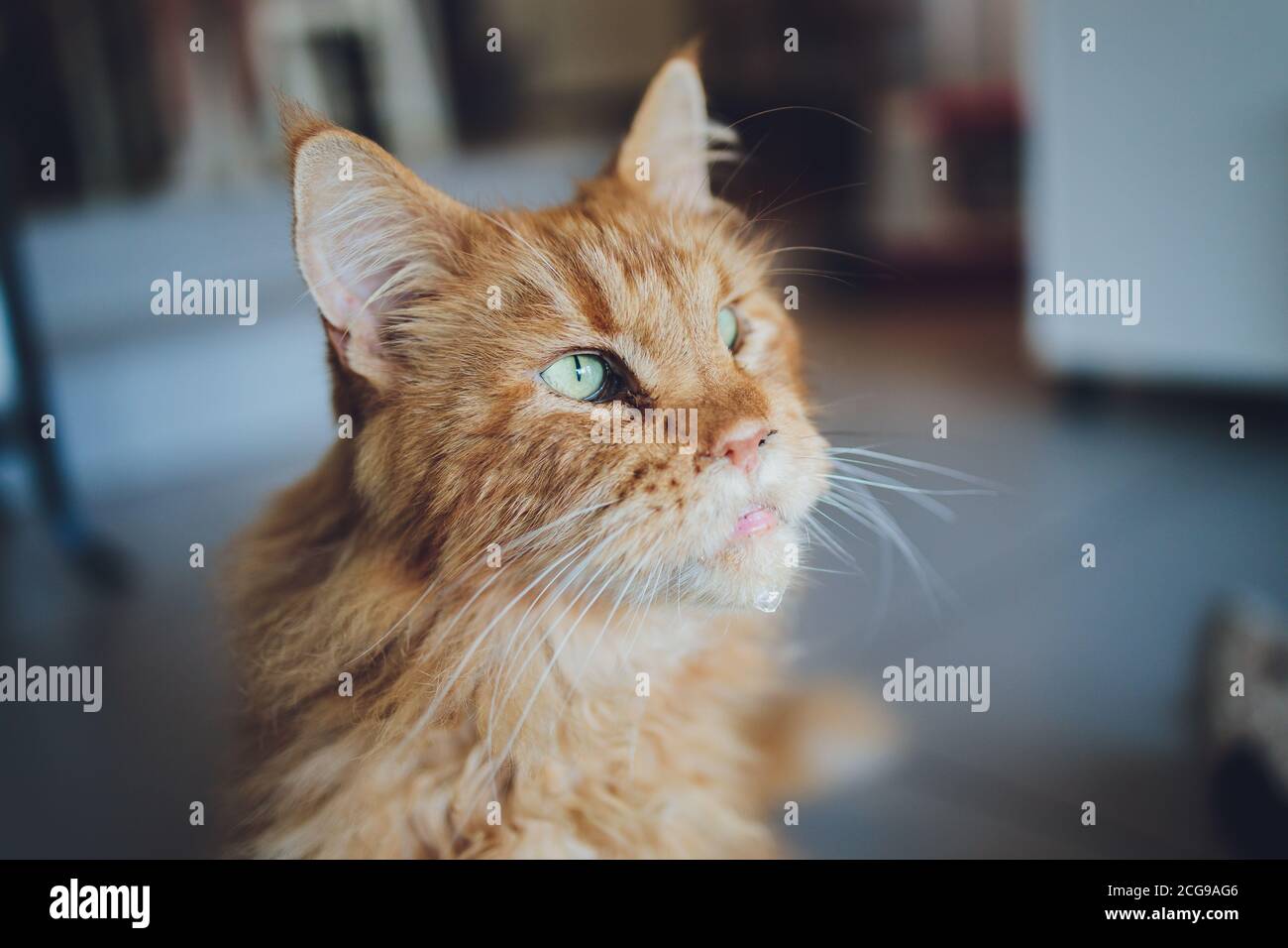 red tabby maine coon cat