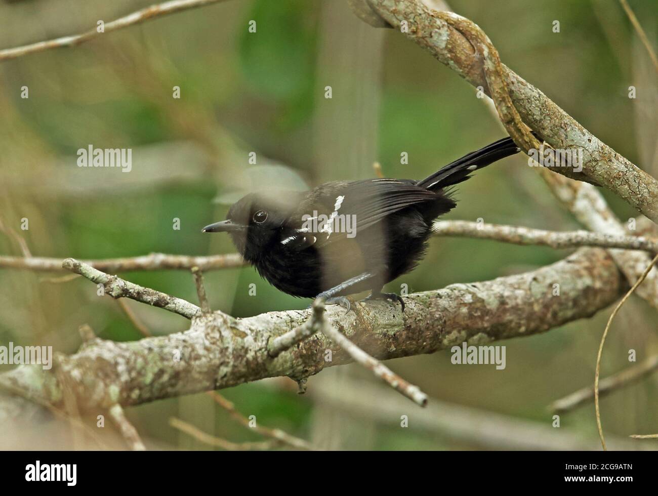 Formicivora littoralis hires stock photography and images Alamy