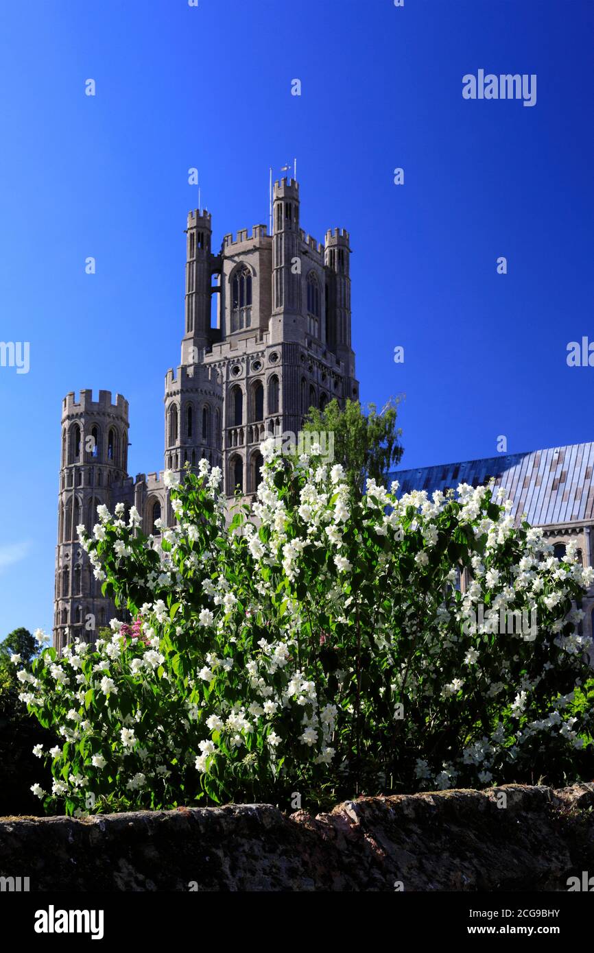 Summer view over Ely Cathedral; Ely City; Cambridgeshire; England; UK