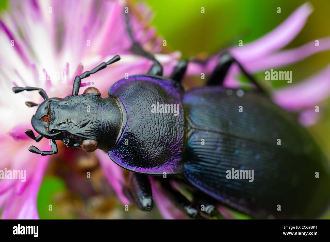 Macro of longhorn beetle, Prionus coriarius on violet blossom flower Stock Photo