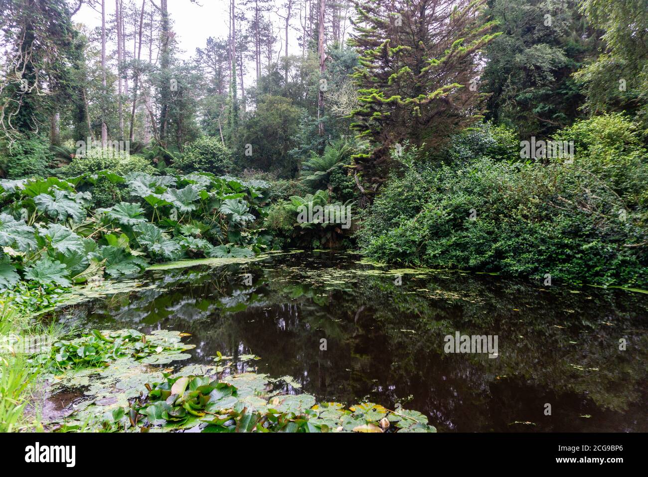 A small lake surrounded by large leafed gunnera plants  in Kells Bay Gardens in Kells, County Kerry, Ireland. Stock Photo