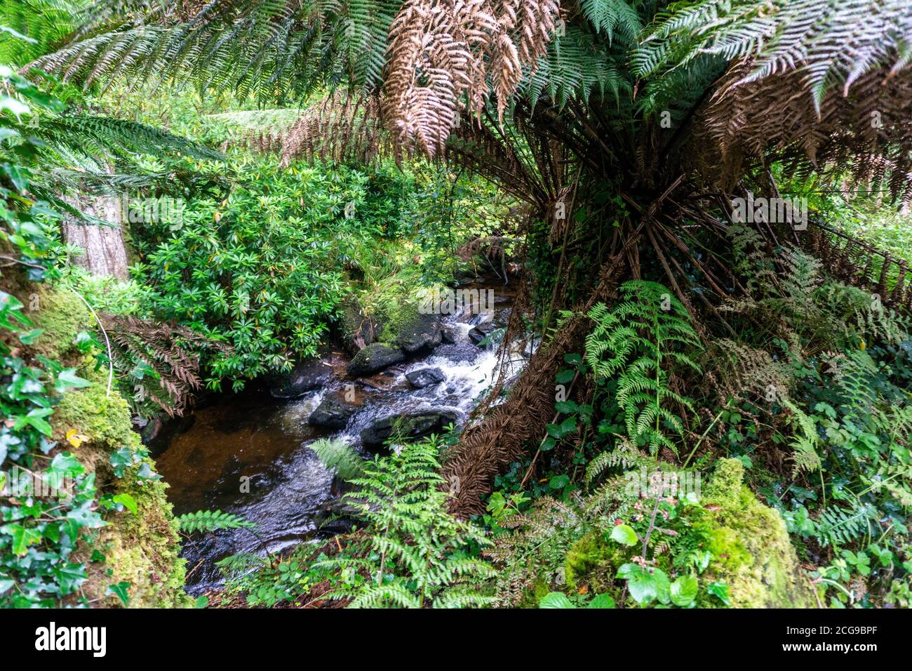 The fast flowing  Deligeenagh River that tumbles through the sub tropical  Kells Bay Gardens in Kells, County Kerry, Ireland. Stock Photo