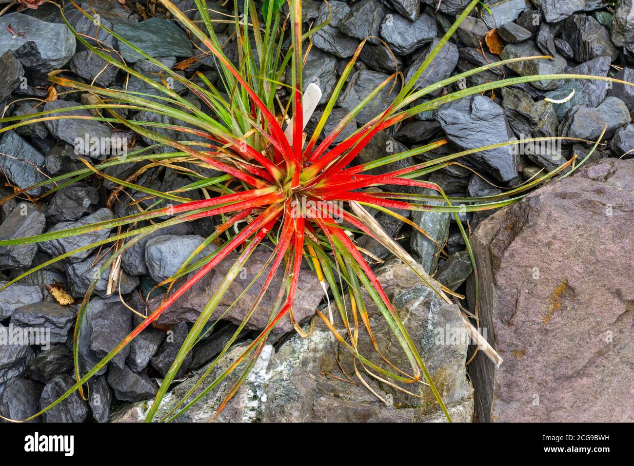 The spreading leaves of Bicolor Fascicularia, Chilean bromeliad, which turn crimson after flowering. It can take five years to develop a central cup. Stock Photo