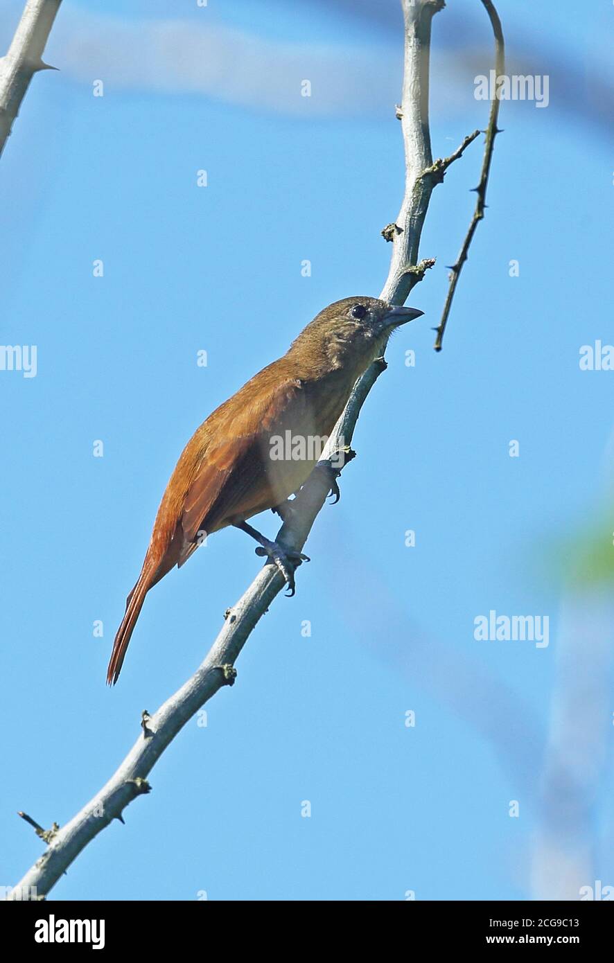 Ruby-crowned Tanager (Tachyphonus coronatus) adult female perched on branch  Atlantic Forest, Brazil         July Stock Photo