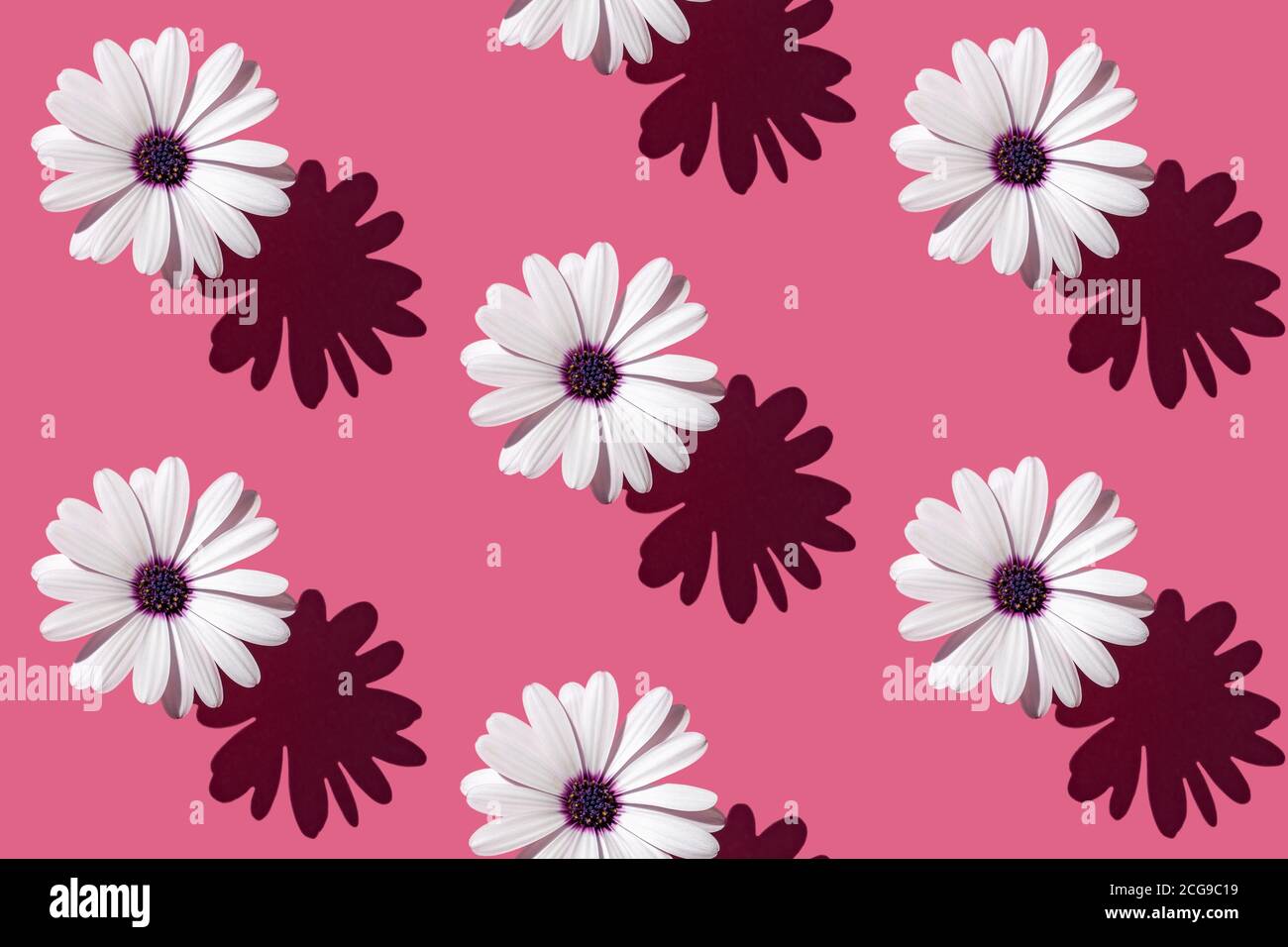 Seamless pattern of a beautiful white flower Asteraceae or Aster on deep pink background. Minimal flowers concept in hard light with shadows. Abstract Stock Photo