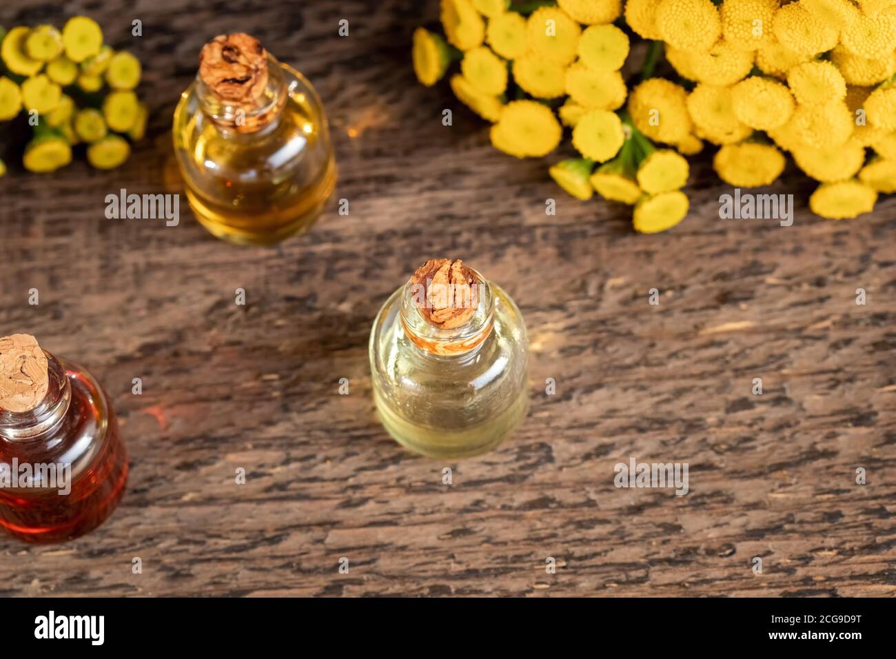 A bottle of common tansy essential oil with fresh blooming Tanacetum vulgare plant, with copy space Stock Photo