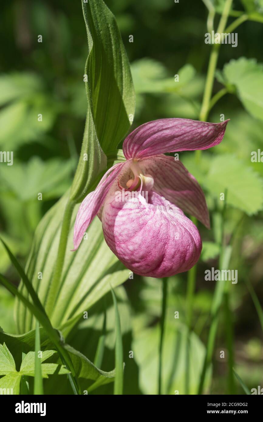 Rare species of wild large-flowered orchid 'Venus shoe' (Cypripedium macranthos) in the forest, on a Sunny day. Vertical shot. Stock Photo