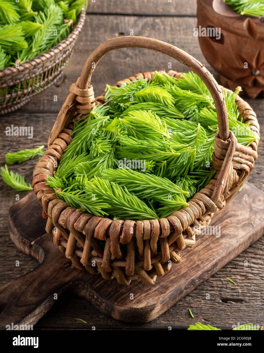 Young spruce tips in a basket, collected to prepare homemade herbal syrup Stock Photo