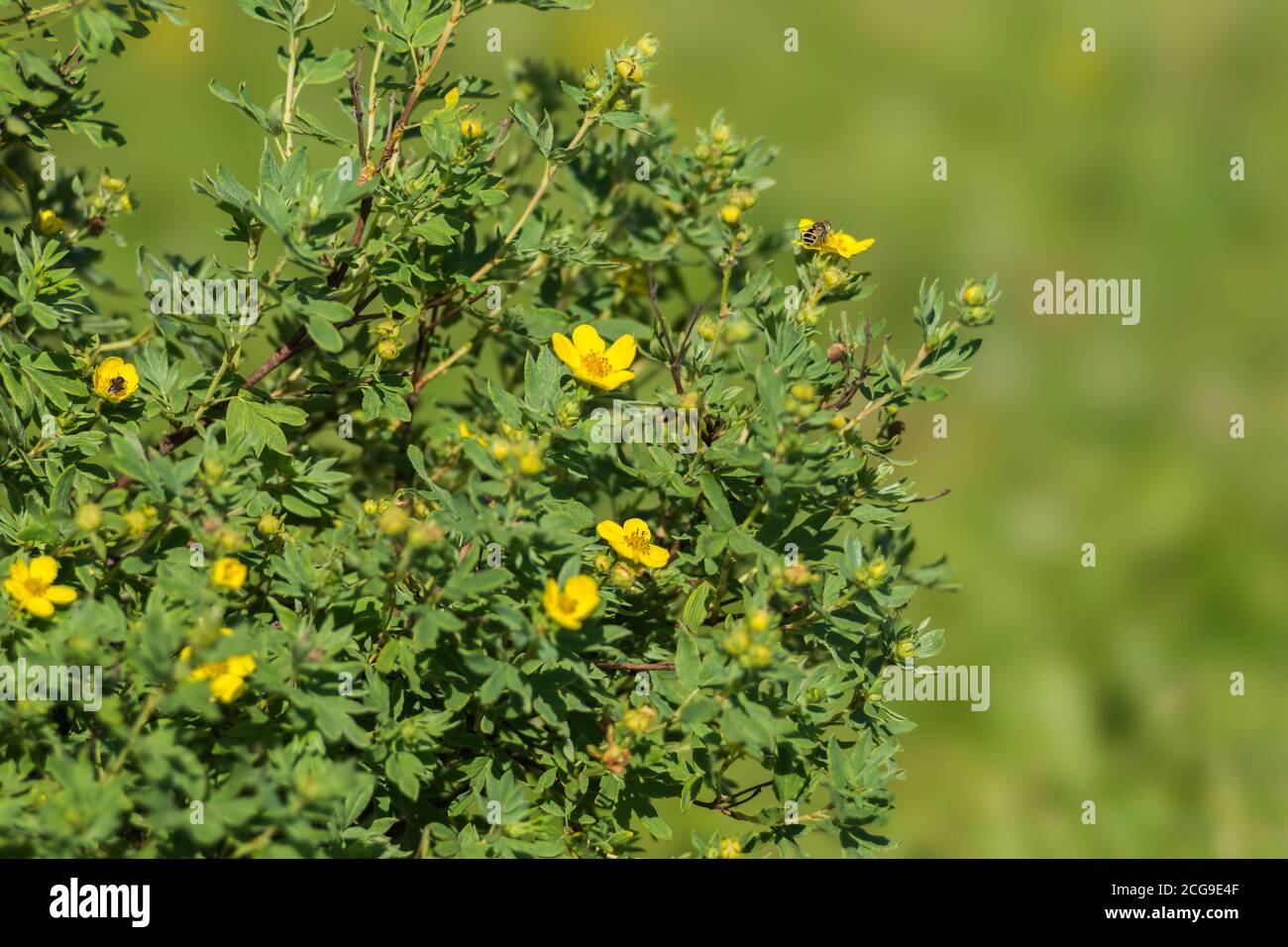 Blooming bush of a wild cinquefoil (Pentaphylloides fruticosa) on a green natural background. Stock Photo