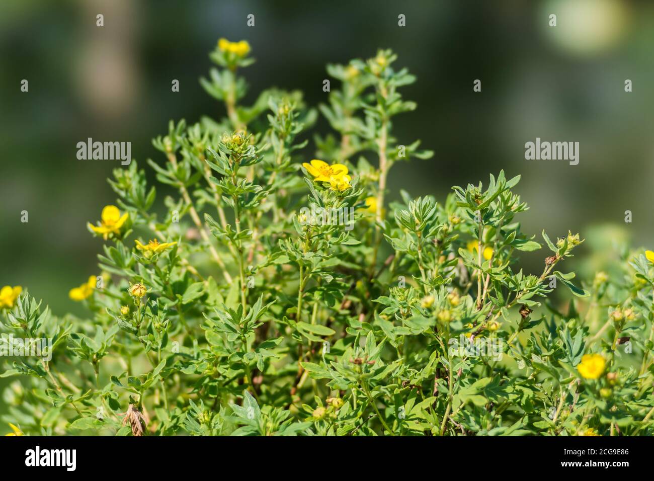 Blooming bush of a wild cinquefoil (Pentaphylloides fruticosa) on a dark green natural background. Stock Photo