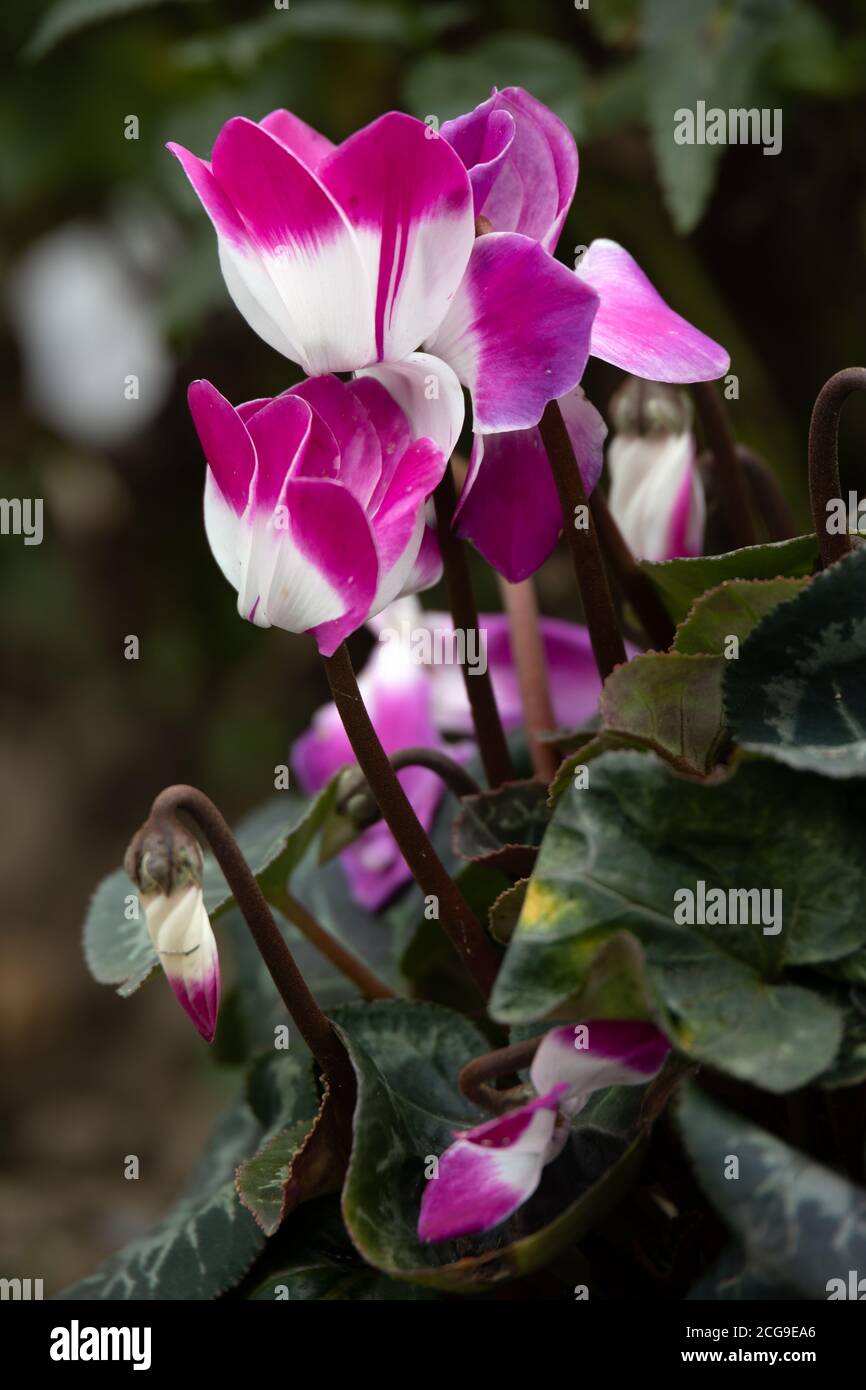 Pink and white Cyclamen (Persicum) in full bloom in an English garden Stock Photo