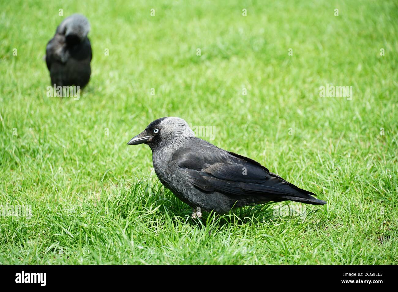A very young raven, called Corvus in Latin, with plumage of several grey shades standing on a bright green lawn in close upl view. Stock Photo