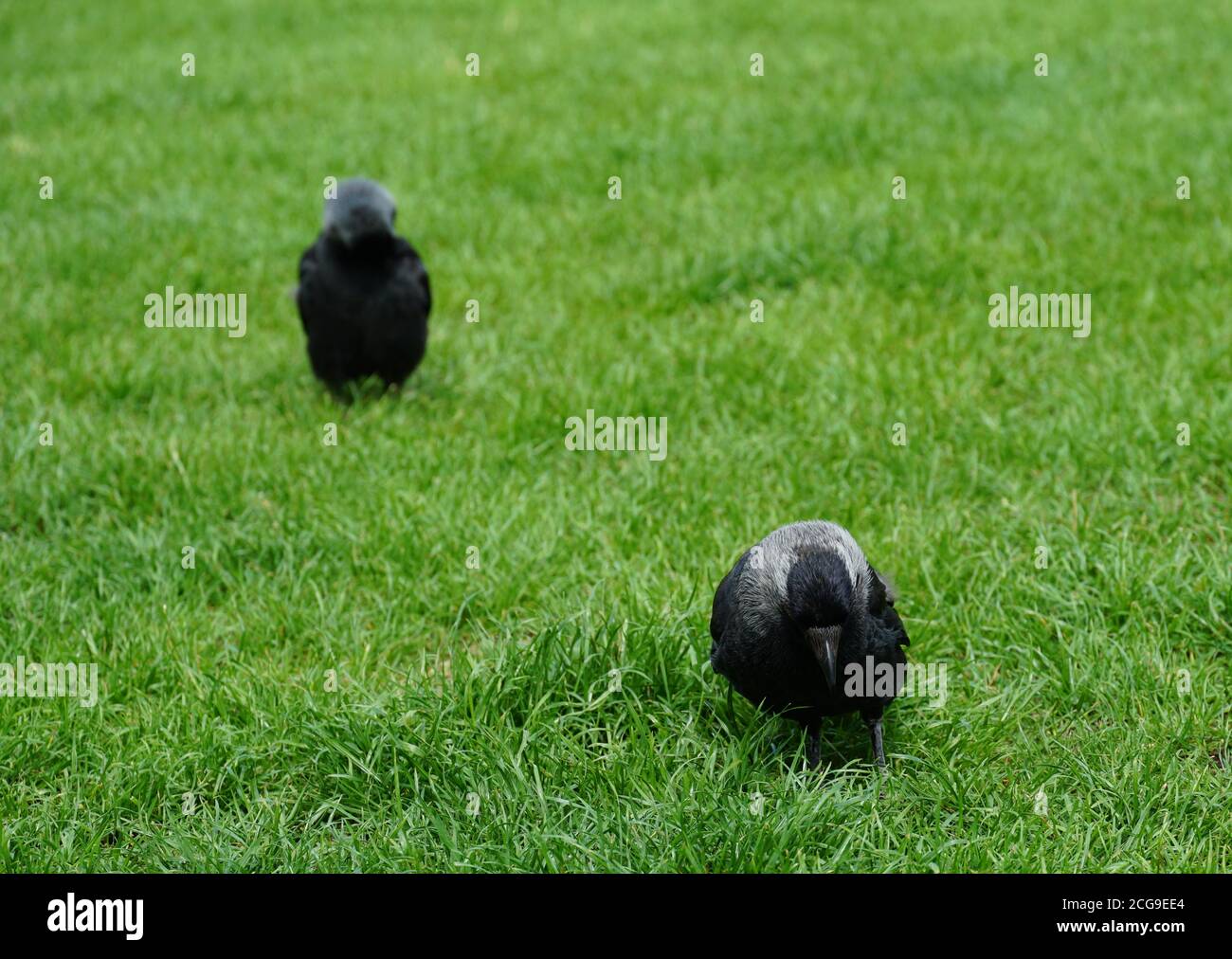 A very young raven, called Corvus in Latin, with  plumage of several grey shades standing on a bright green lawn. Stock Photo