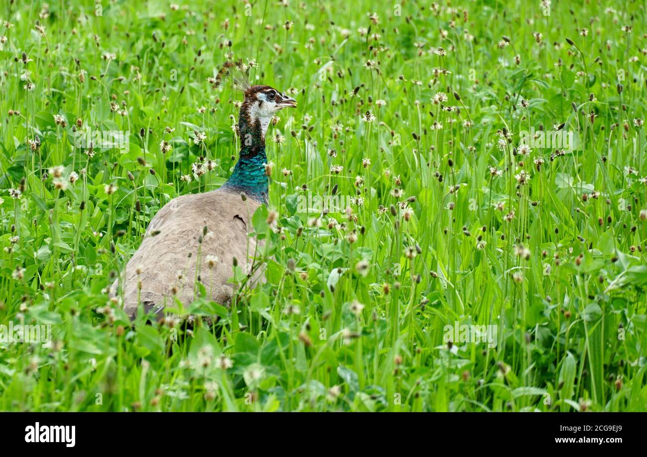 A peahen, a female peafowl, walking or strolling in the meadow, it is completely surrounded by green grass with white clover. Stock Photo