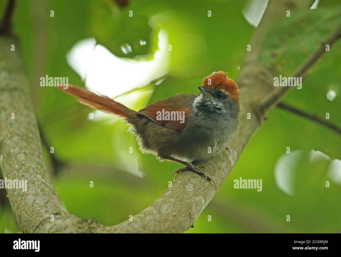 Rufous-capped Spinetail (Synallaxis ruficapilla) adult perched on branch  REGUA, Atlantic Rainforest, Brazil         July Stock Photo