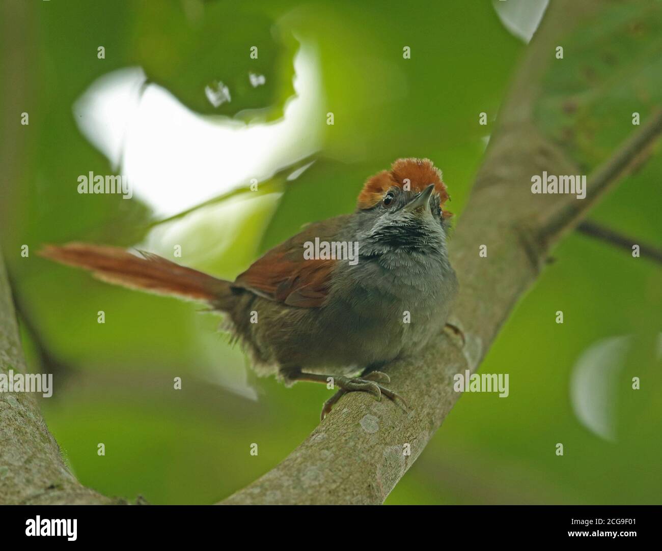 Rufous-capped Spinetail (Synallaxis ruficapilla) adult perched on branch  REGUA, Atlantic Rainforest, Brazil         July Stock Photo