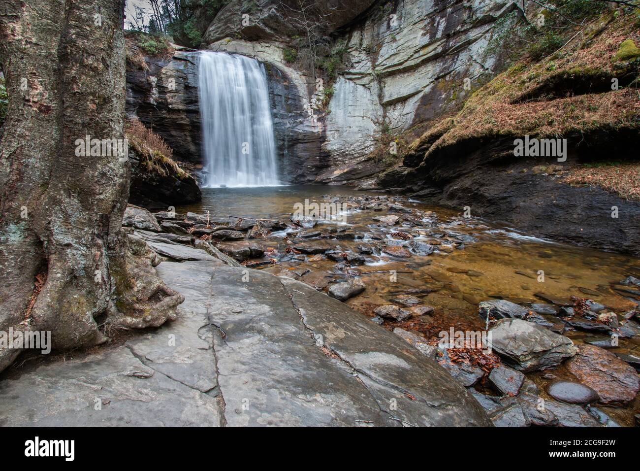 River flowing away from the Looking Glass waterfall with large tree growing into a rock near Brevard, North Carolina Stock Photo
