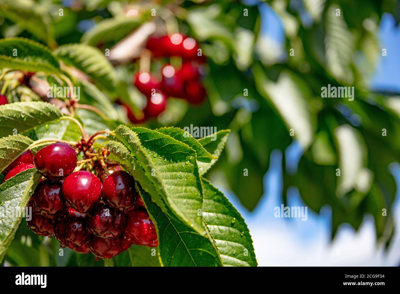 Okanagan cherries hi-res stock photography and images - Alamy