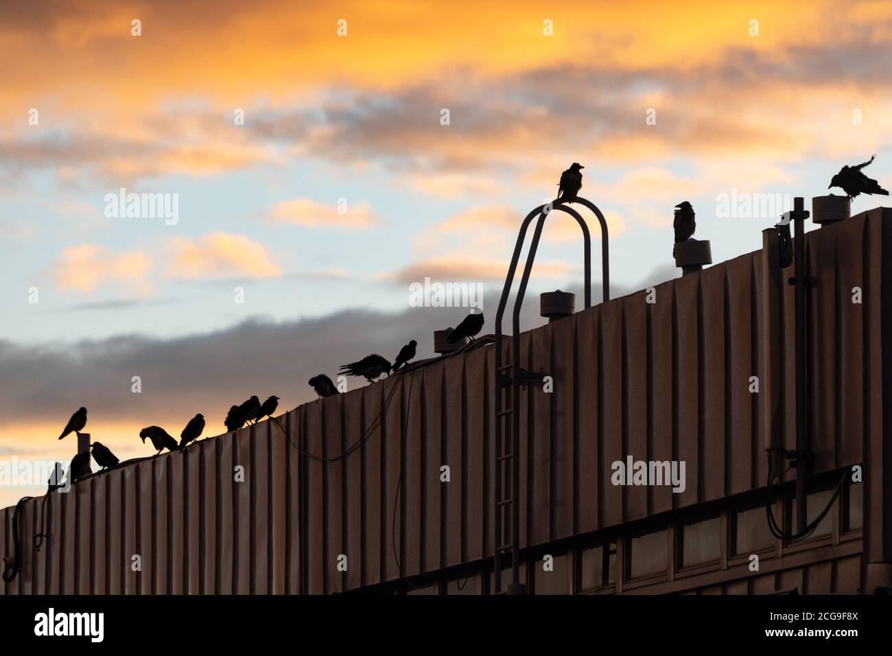 Silhuettes of grey crows perching on the apartment house roof just before sundown Stock Photo