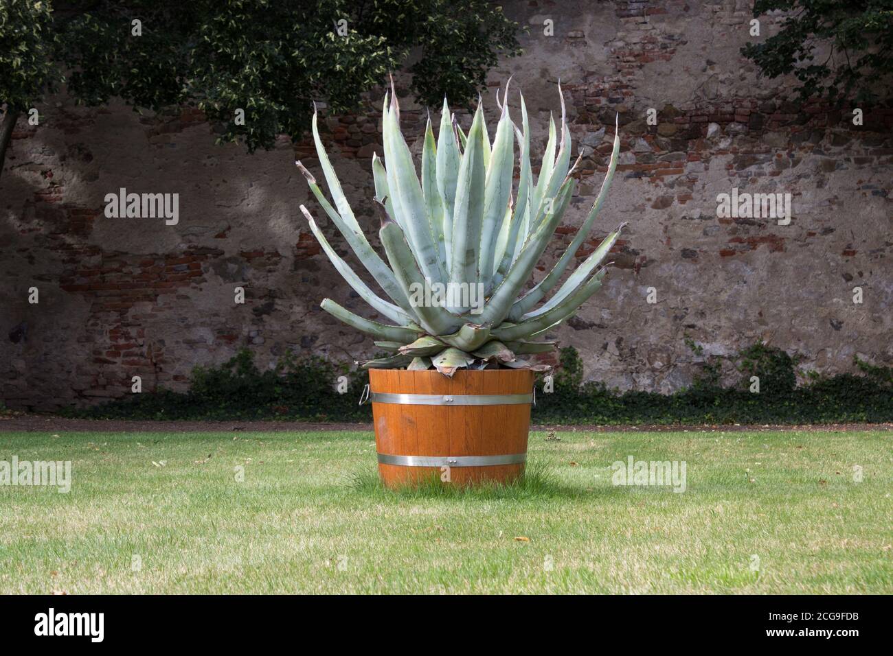 Yucca filamentosa on the lawn in a pot, in the background is a brick wall Stock Photo