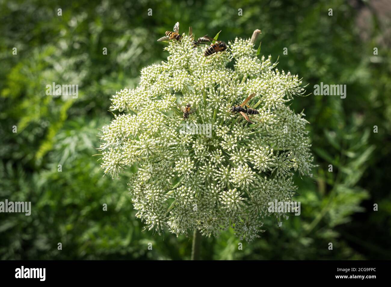 Umbrella inflorescence of carrot seed (lat. Daucus carota subsp. sativus) with wasps sitting on it. Stock Photo