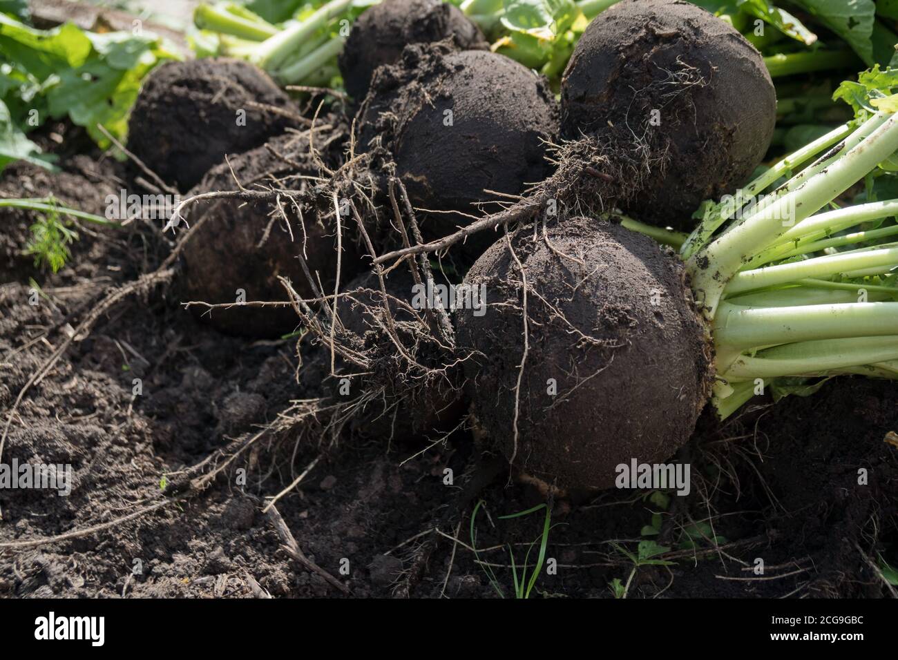 Black sowing radish (lat. Raphanus sativus) lies on a bed with tops. Stock Photo