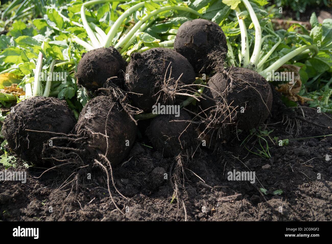 Black sowing radish (lat. Raphanus sativus) lies on the ground during harvesting. Stock Photo