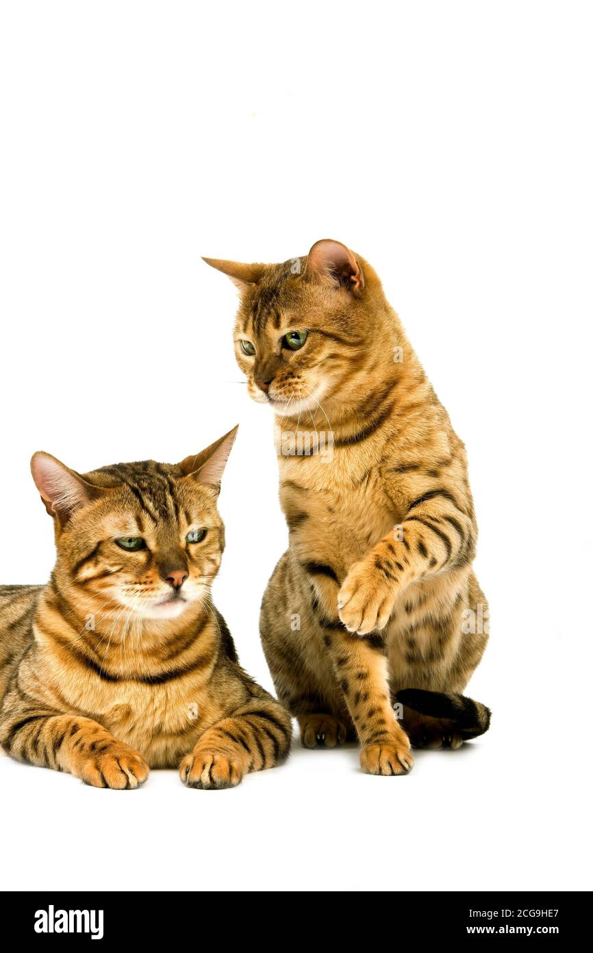 BROWN SPOTTED TABBY BENGAL DOMESTIC CAT Stock Photo Alamy