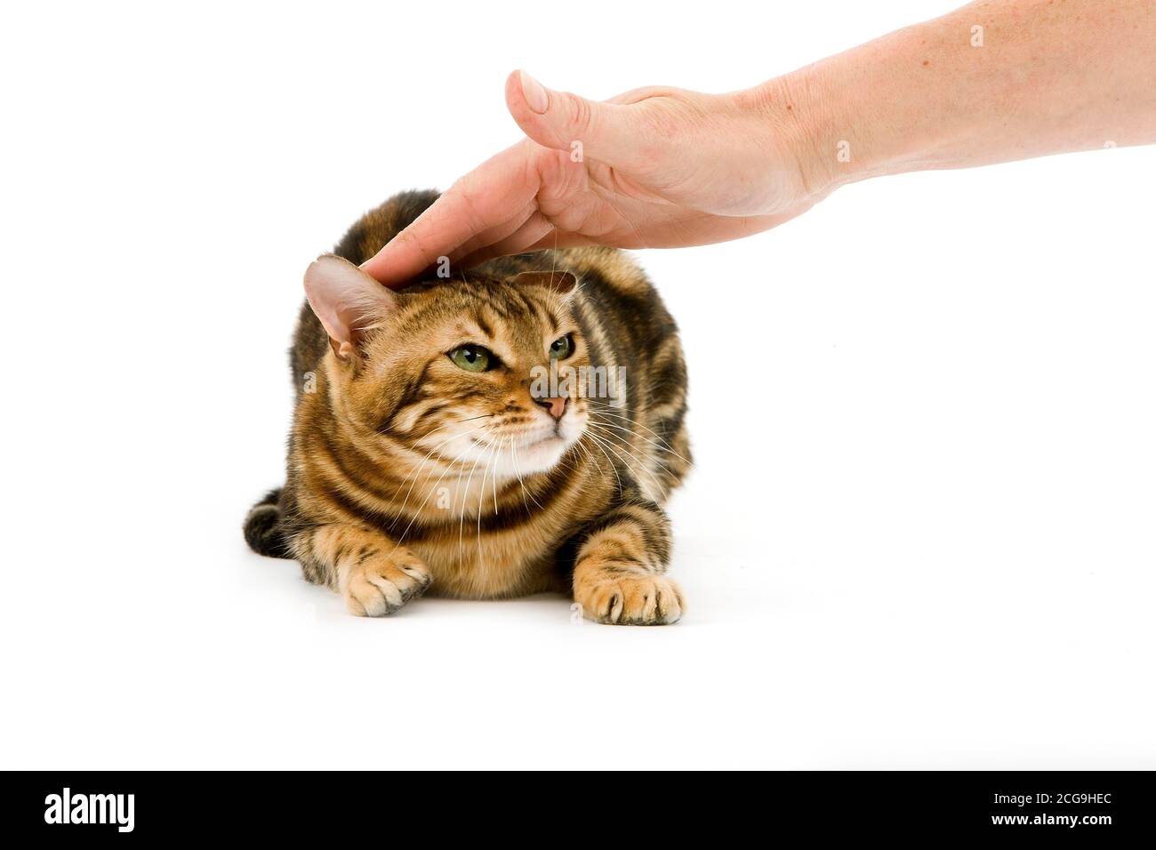 BROWN MARBLED TABBY BENGAL DOMESTIC CATN SCARED Stock Photo Alamy
