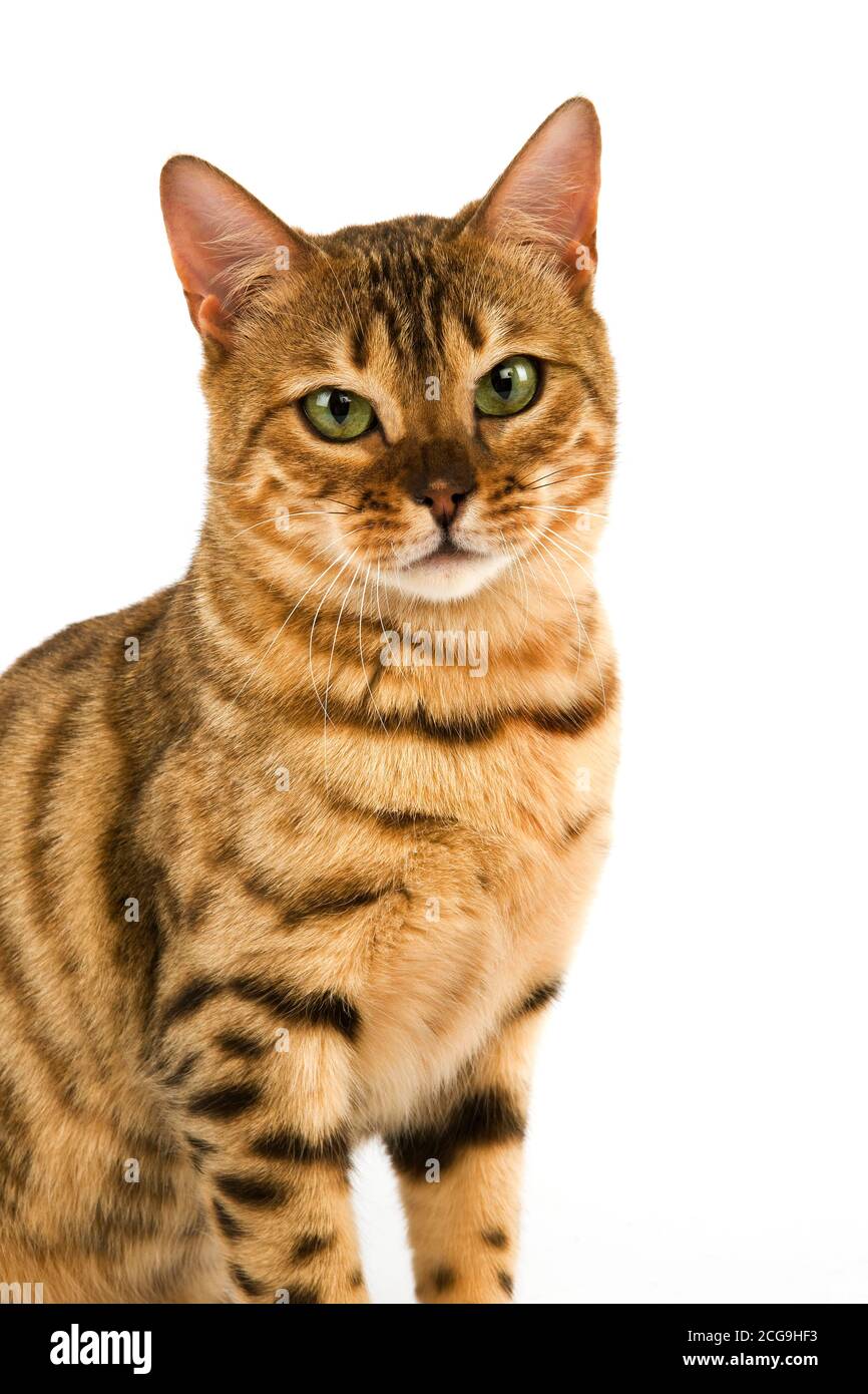 Brown spotted tabby bengal domestic cat hires stock photography and