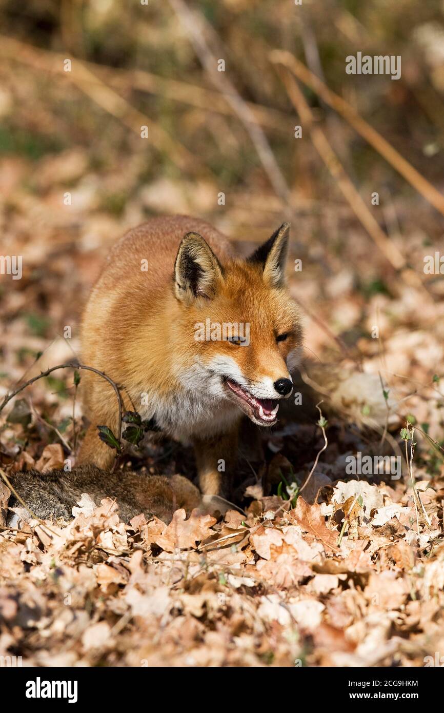 RED FOX vulpes vulpes, ADULT WITH A KILL, EUROPEAN RABBIT, NORMANDY IN