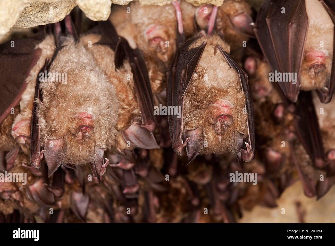 GREATER HORSESHOE BAT rhinolophus ferrumequinum, COLONY HIBERNATING IN