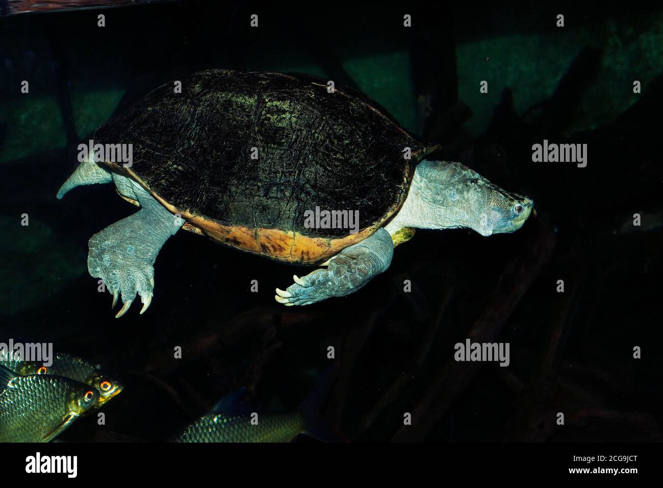 GIANT ASIAN POND TURTLE OR TEMPLE TURTLE heosemys grandis, ADULT Stock Photo