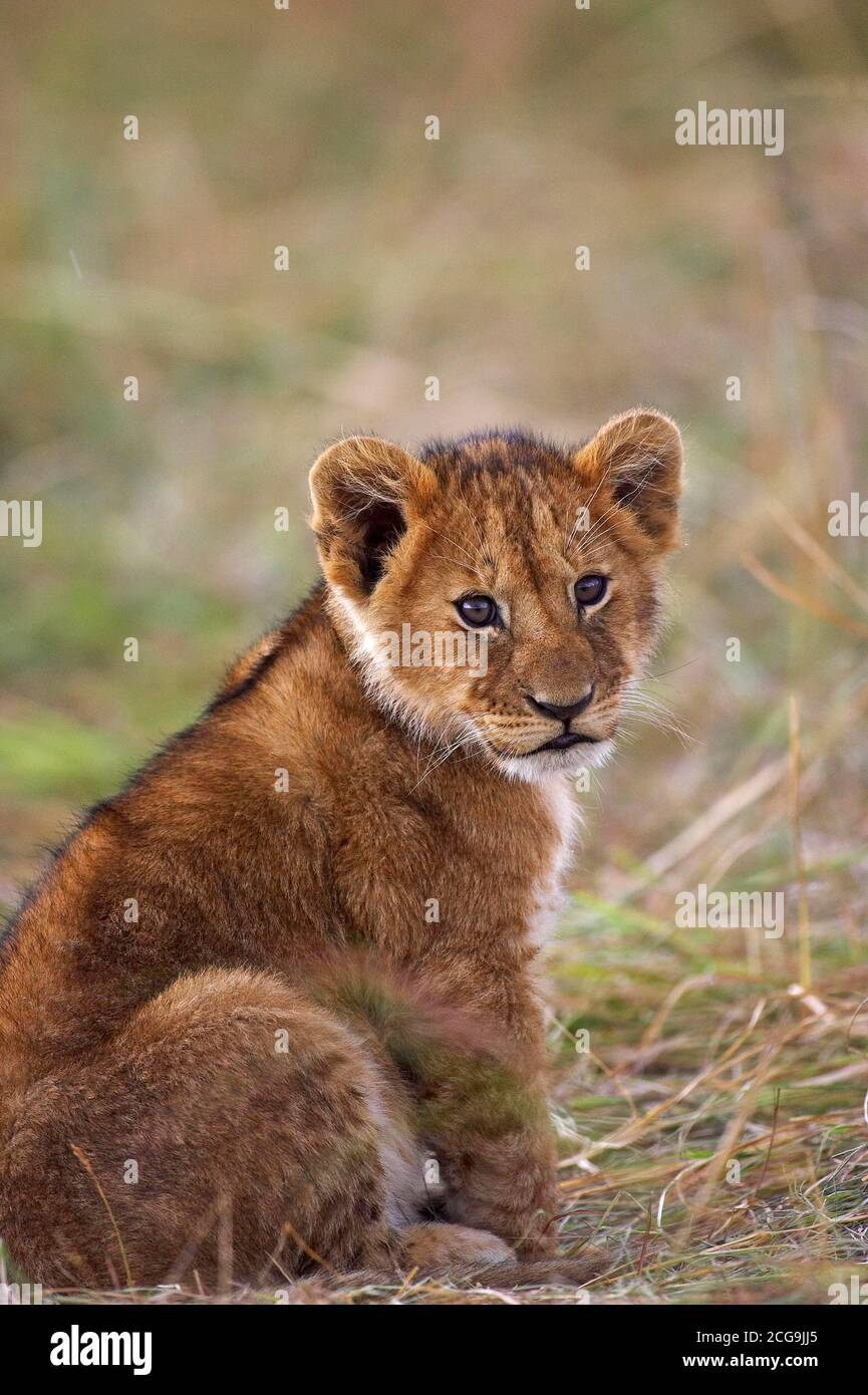 AFRICAN LION panthera leo, CUB SITTING, MASAI MARA IN KENYA Stock Photo ...