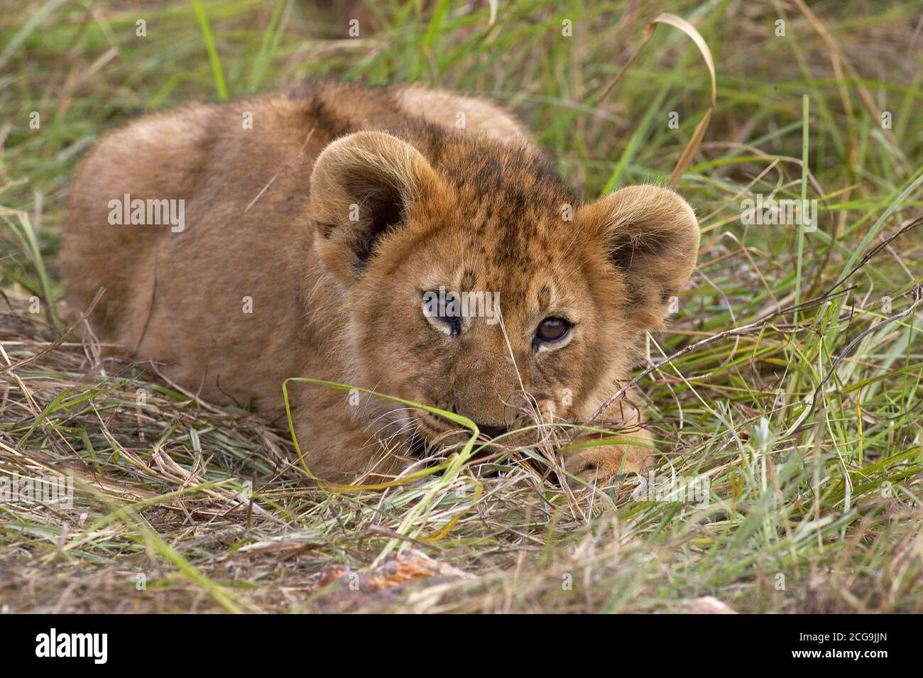 AFRICAN LION panthera leo, CUB LAYING DOWN, MASAI MARA PARK IN KENYA ...