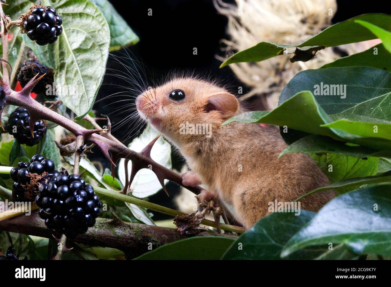 COMMON DORMOUSE muscardinus avellanarius, ADULT STANDING IN BRAMBLE, NORMANDY IN FRANCE Stock Photo