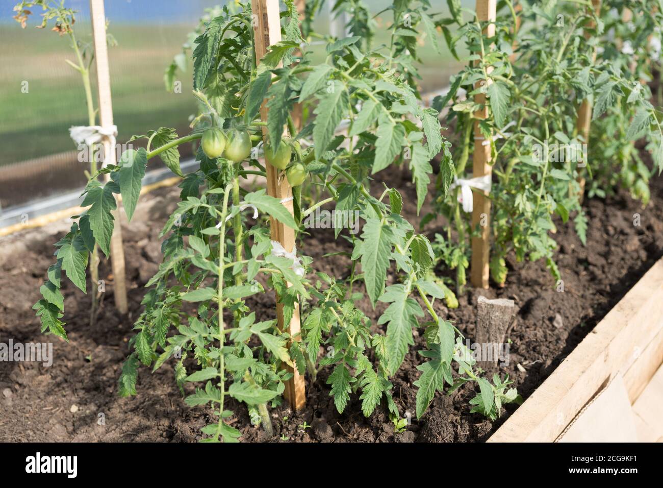 Green tomato seedling grows on a garden bed in a greenhouse. Stock Photo