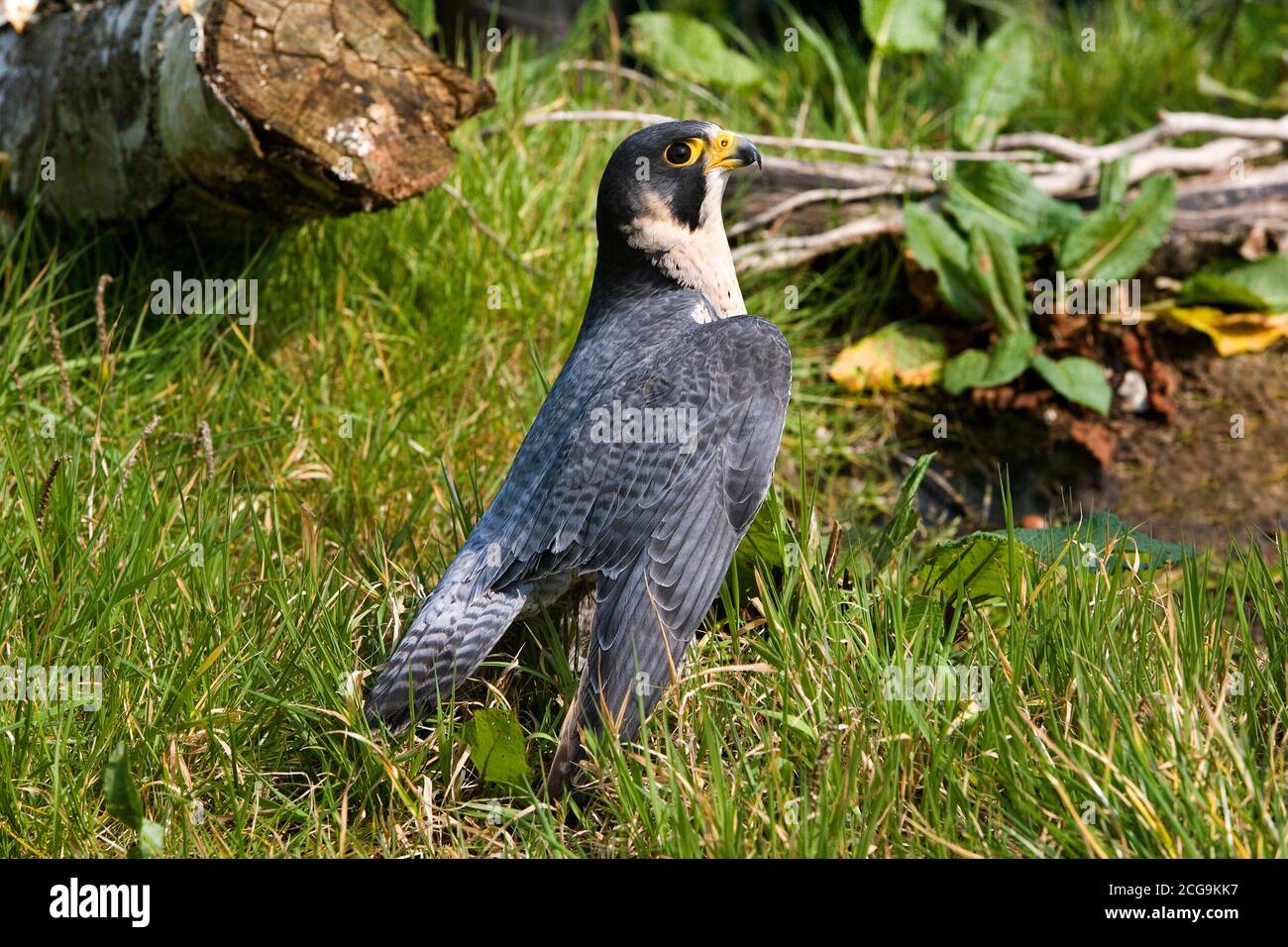 Falcon Standing PEREGRINE FALCON falco peregrinus, ADULT STANDING ON GRASS, NORMANDY ...