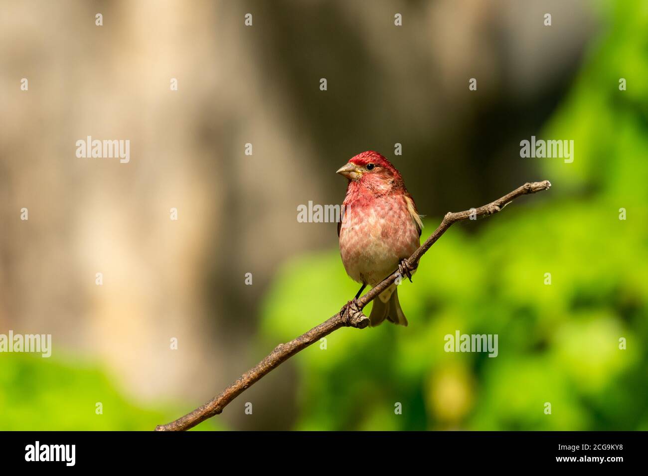 Rosy in my backyard Stock Photo