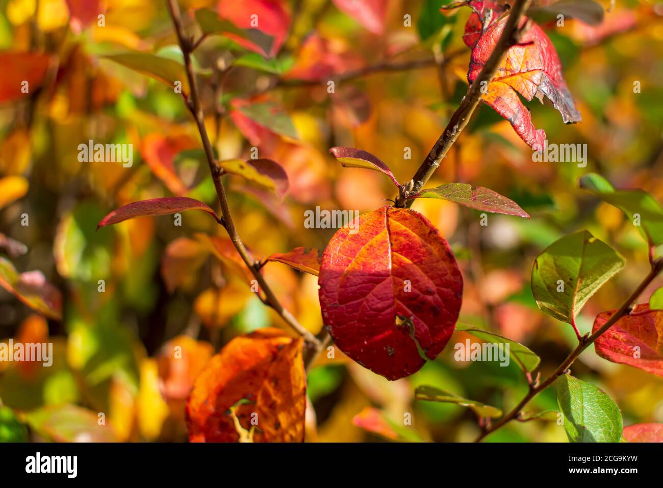 Orange red yellow shiny cotoneaster (Cotoneaster lucidus) leaves background Stock Photo