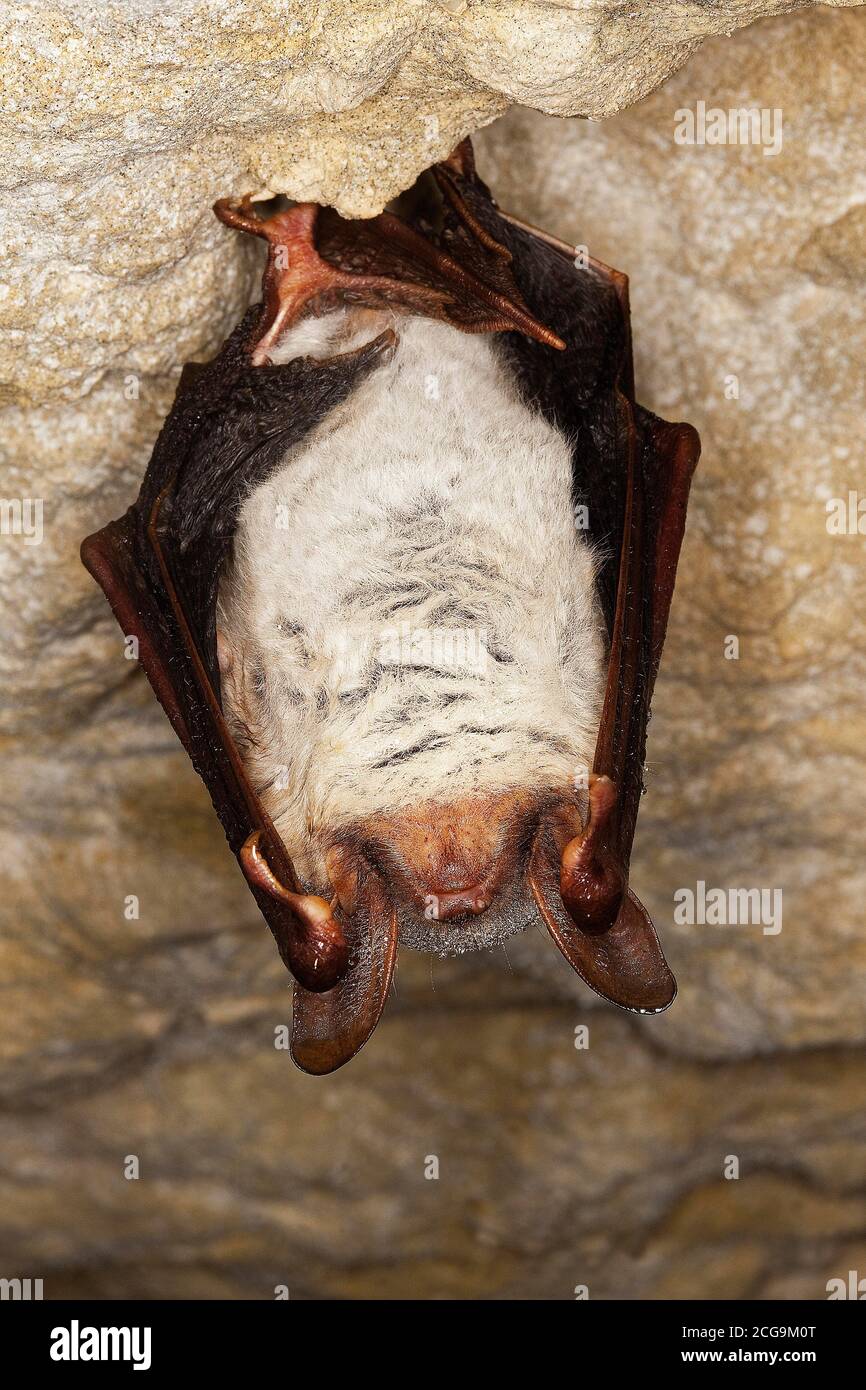MOUSEEARED BAT myotis myotis, ADULT HIBERNATING IN A CAVE, NORMANDY IN