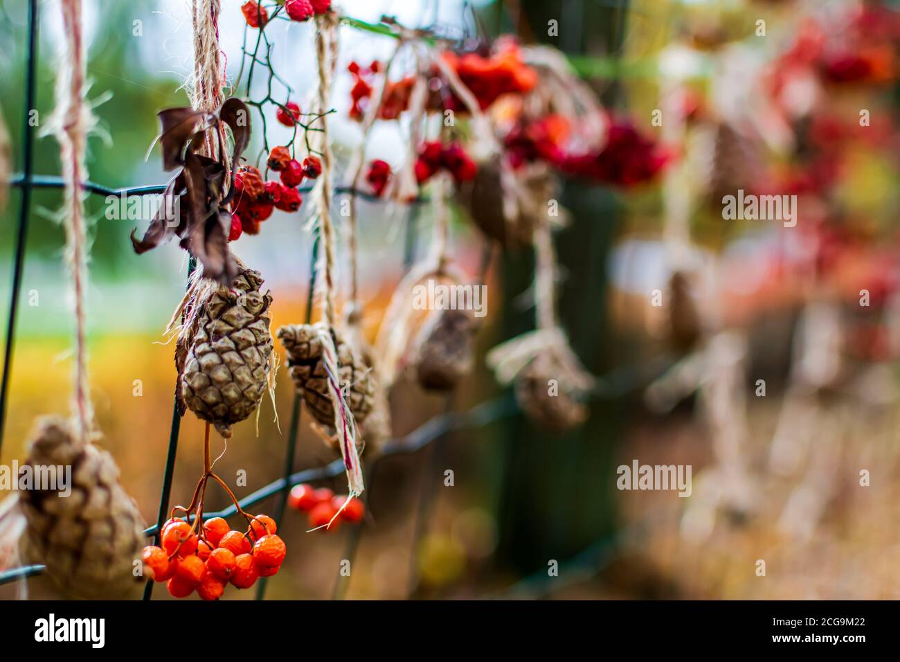 Cones and red dried rowan berries hanging on the fence as part of autumn decoration Stock Photo